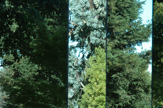 100804_ScoutAbs003v1