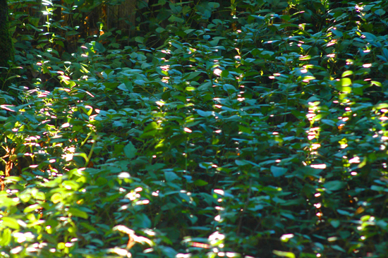 102404_FenceShad001v1
