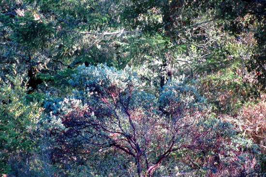 102404_TreeGlory003v1