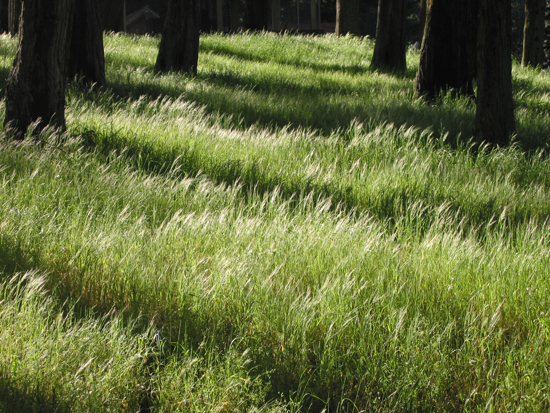 Grass