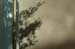 090504_OAKabs023v1