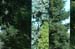 100804_ScoutAbs003v1