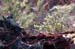 102404_MarshForst001v1