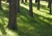 Glade1