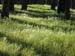 Grass