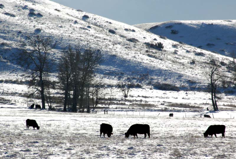 Montana_Livestock02