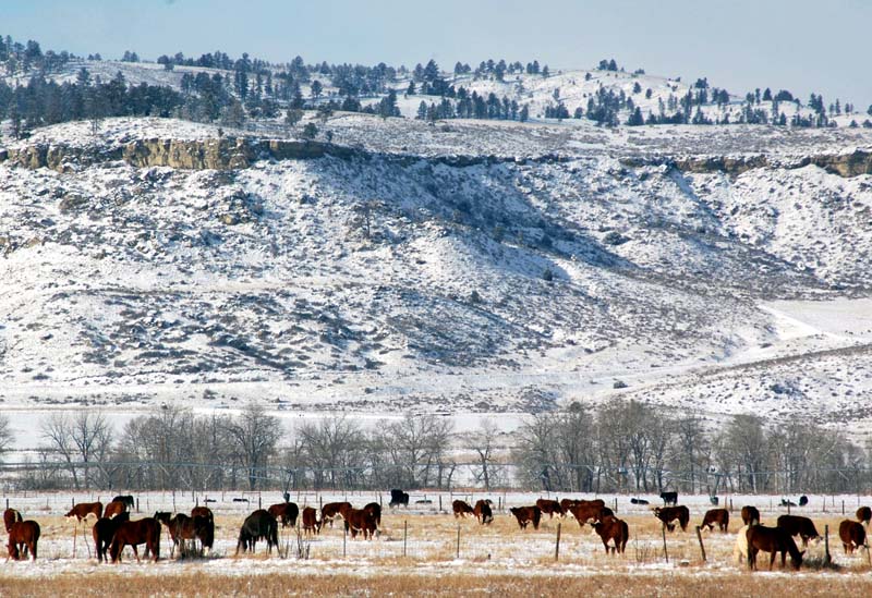 Montana_Livestock03