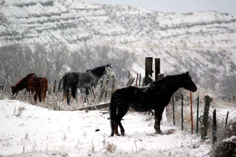 Montana_Livestock10