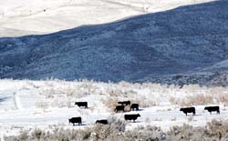 Montana_Livestock01