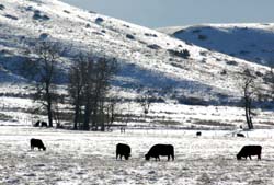 Montana_Livestock02