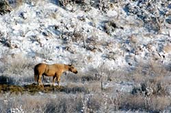 Montana_Livestock04