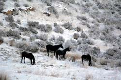 Montana_Livestock05