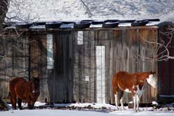 Montana_Livestock06