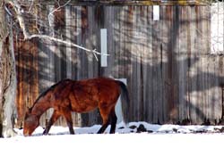 Montana_Livestock07