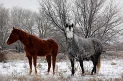 Montana_Livestock09