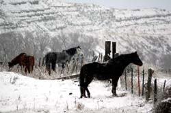 Montana_Livestock10